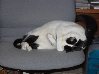 Pete hiding on chair