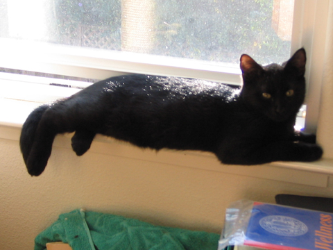 kitten on a window ledge