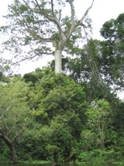 tall tree.JPG