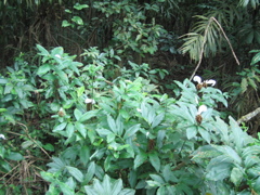 foliage1.JPG