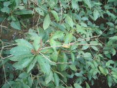 foliage 3.JPG