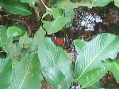 butterfly.JPG